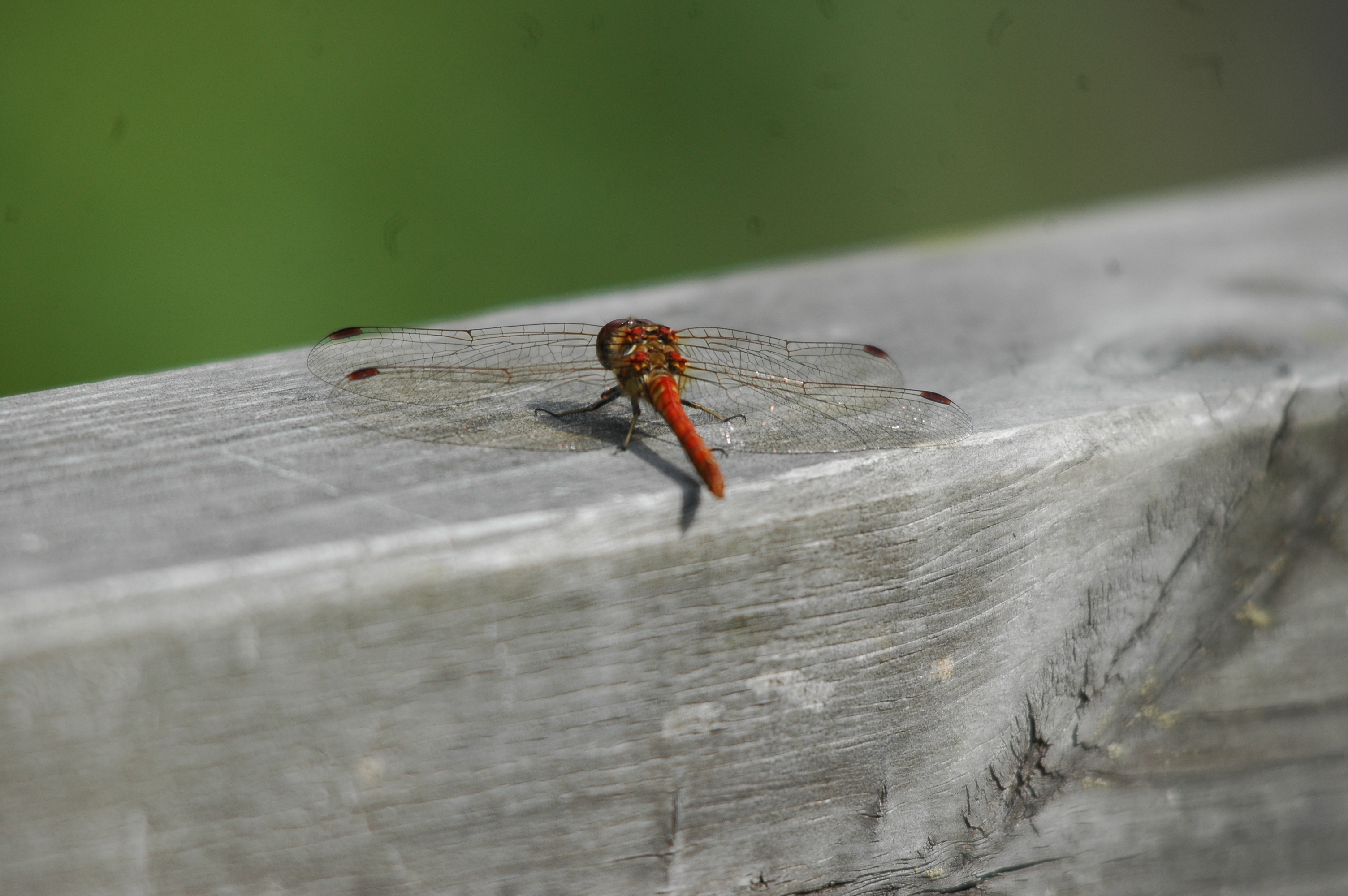 photos/wildlife/Invertebrate_Species/Dragonflies/Common Darter/dsc_2374.jpg